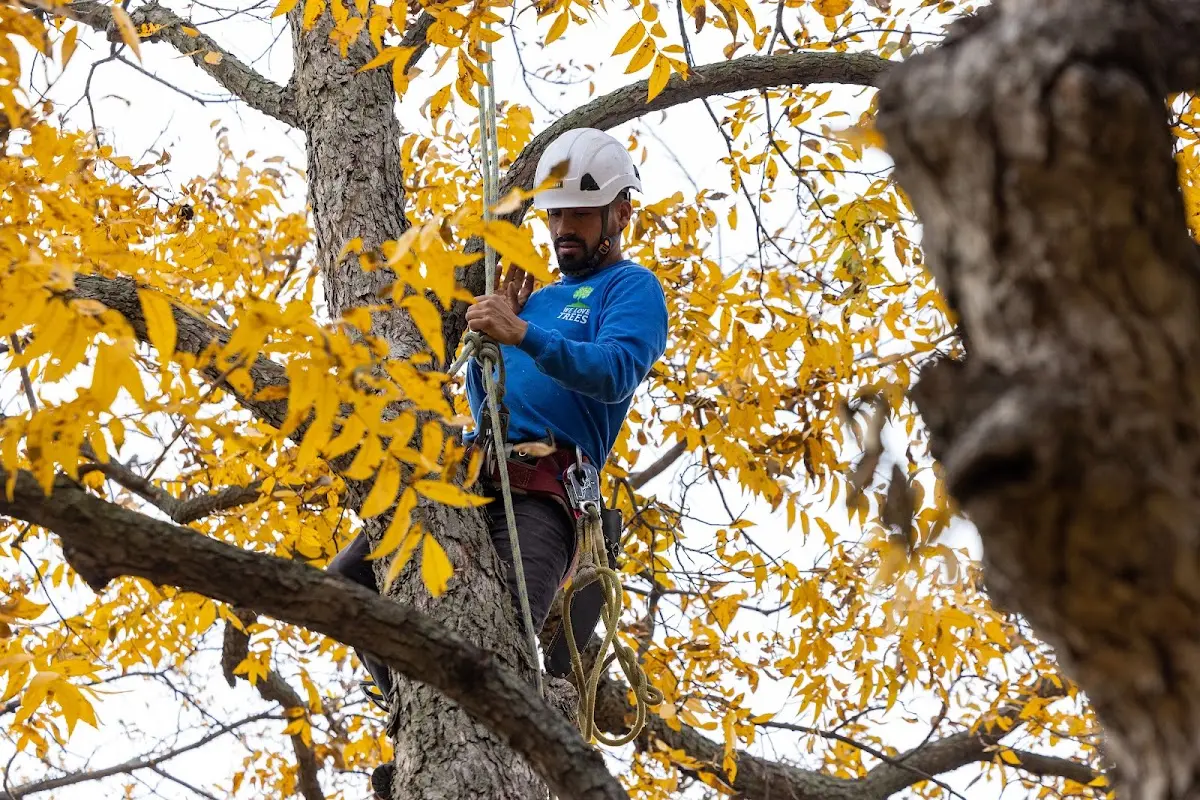 Skilled Tree Pruning crew working in Potosi