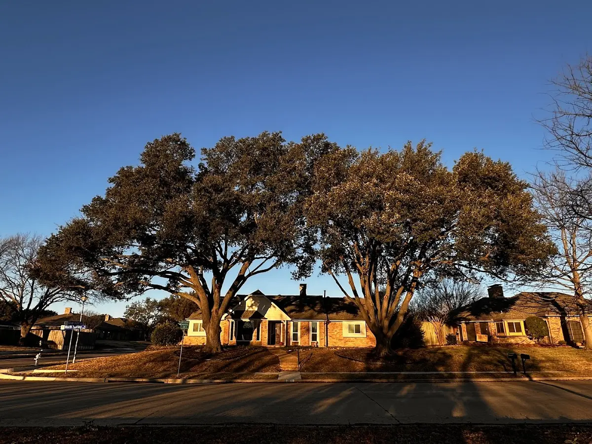 Established residential canopy tree shading a home in Potosi